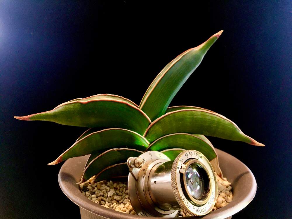の画像 by ronさん | Sansevieria・RoridaとKing of Sansevieria Roridaとダイニングテーブルと『単焦点レンズ』フォトコンとHektor 50/2.5