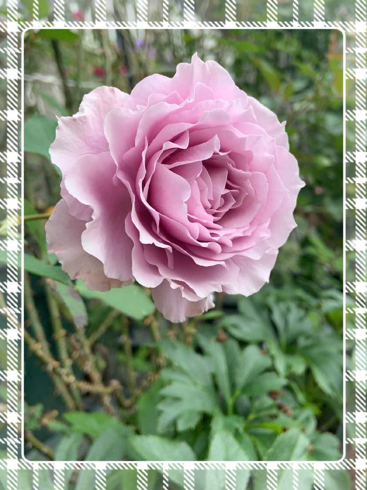 小さな庭の画像 by くろもみじさん | 小さな庭とリベルラといいかおりと幸せとばら バラ 薔薇と薔薇愛同盟と青薔薇と全部GSのせいだと京阪F&Gローズといい香りと小さな小さな庭と花のある暮らしとばら 薔薇 バラと三種の神器と薔薇の花