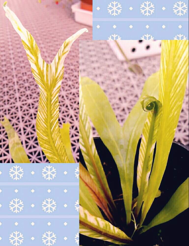 部屋の画像 by ⭐CB1⭐£36hm⭐さん | 部屋と斑入りタニワタリと植物と言えば・・・と⭐winter garden❤️と☆てるてるお天気〜☆とGS映えとその後・・・と⭐ cheers⭐とbreakfast, lunch, teatime and supperとgreen & tea timeと珍奇植物