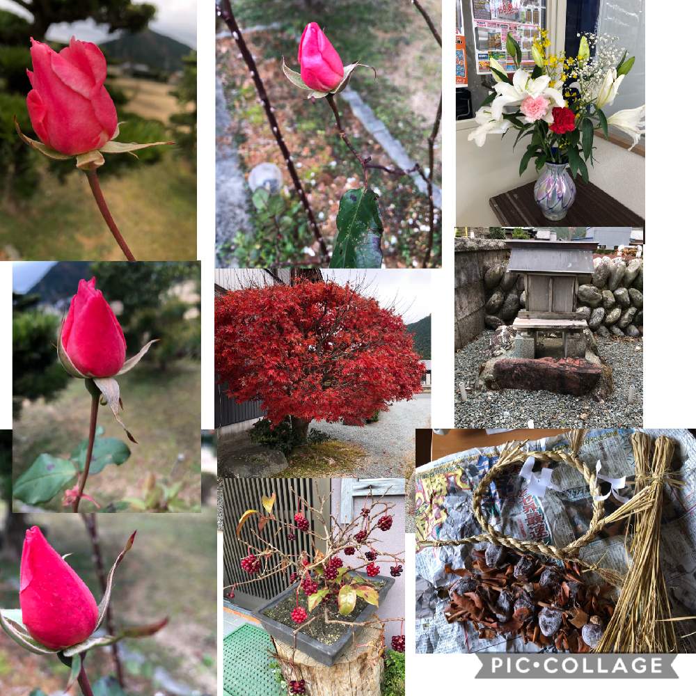 お出かけ先の画像 by ピンクの山茶花さん | お出かけ先とビナンカズラと花のある暮らしとおでかけ先とばら バラ 薔薇と蕾みシリーズ