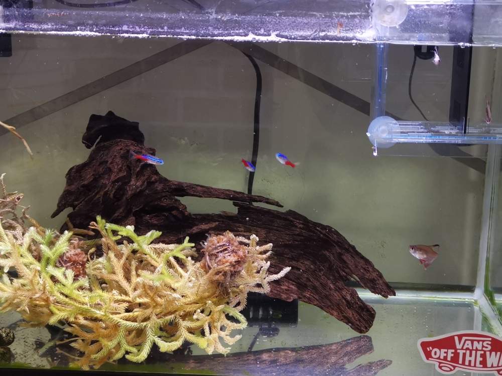 インテリアの画像 by ひろさん | インテリアとヒカゲノカズラと着生植物と観葉植物と植物のある暮らしとグリーン!グリーン!グリーン!と我が家のお庭の紅葉フォトコンと花のある暮らしと家庭菜園奮闘日記と熱帯植物とインテリアグリーンとグリーン