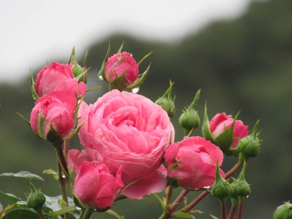 の画像 by サワーポメロさん | バイランドとバラ園とばら バラ 薔薇と素敵な庭に✨と皆様に感謝と朝の散歩と近くの公園♪と花のある暮らし