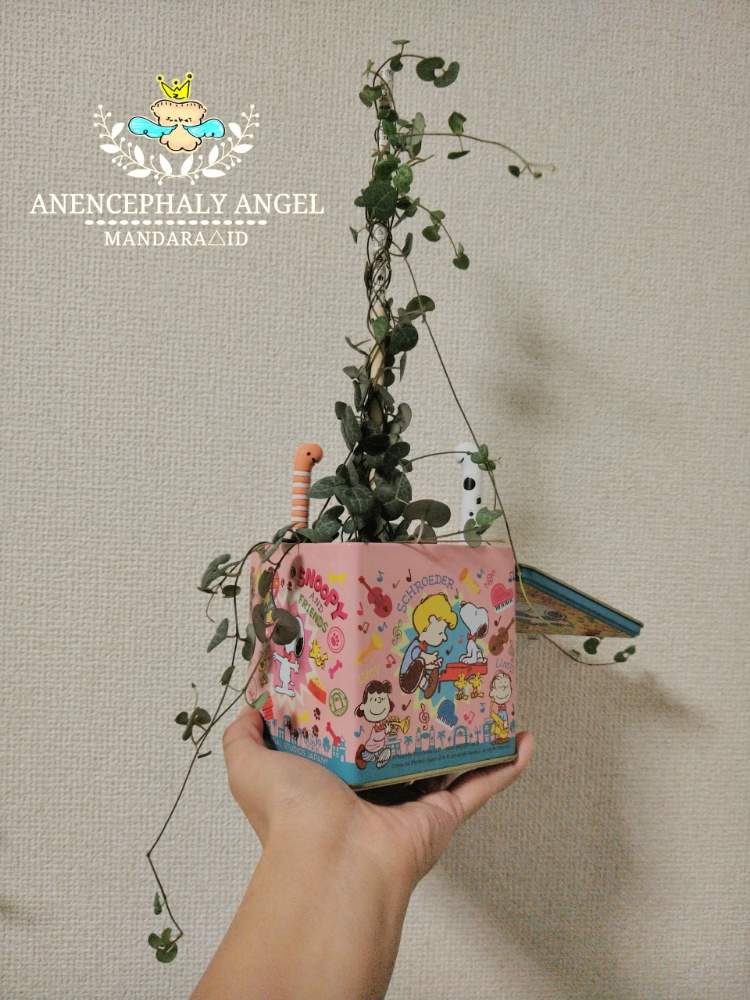 部屋の画像 by MANDARA△IDさん | 部屋とハートカヅラとみどりの雑貨屋とルーチェHSSCollect✨と*Succulent plant**多肉植物**