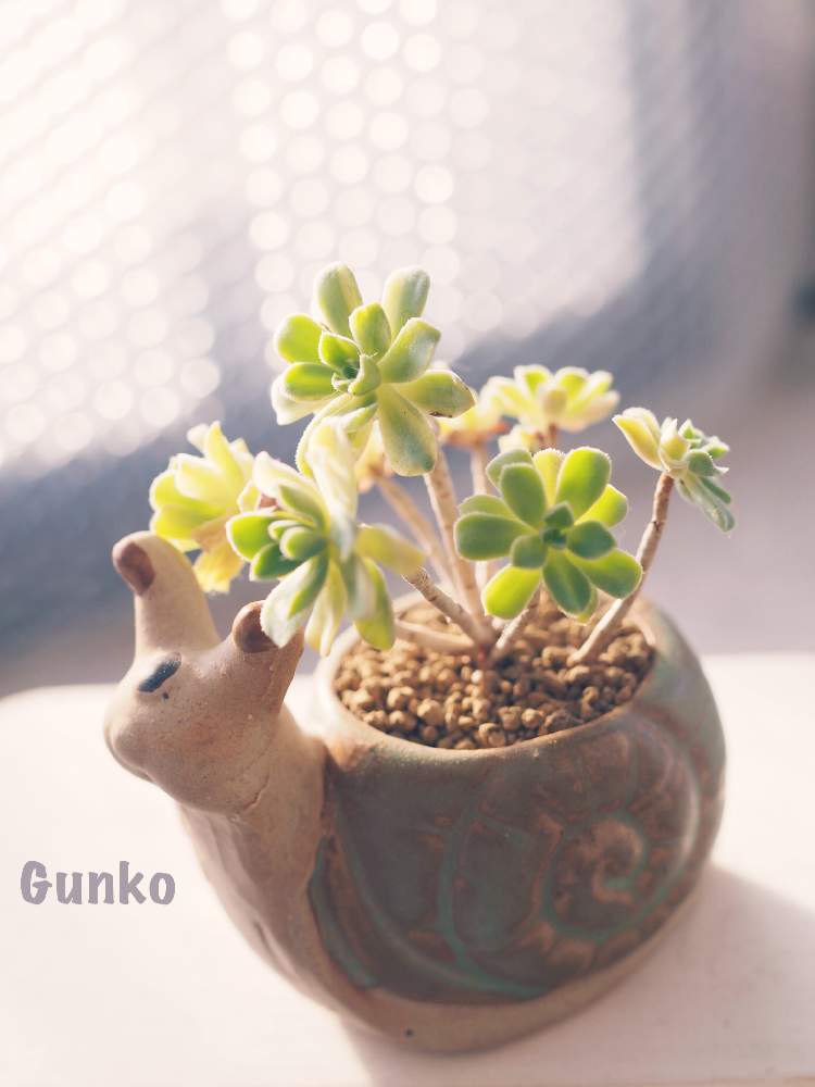 バルコニー/ベランダの画像 by Gunkoさん | バルコニー/ベランダと愛染錦と多肉植物とHTCと観察と大好きな植物と素敵便と韓国鉢と全国オヤジ連合会 会長と全国オヤジ連合会と植中毒とHTC No.76とたに倶楽部