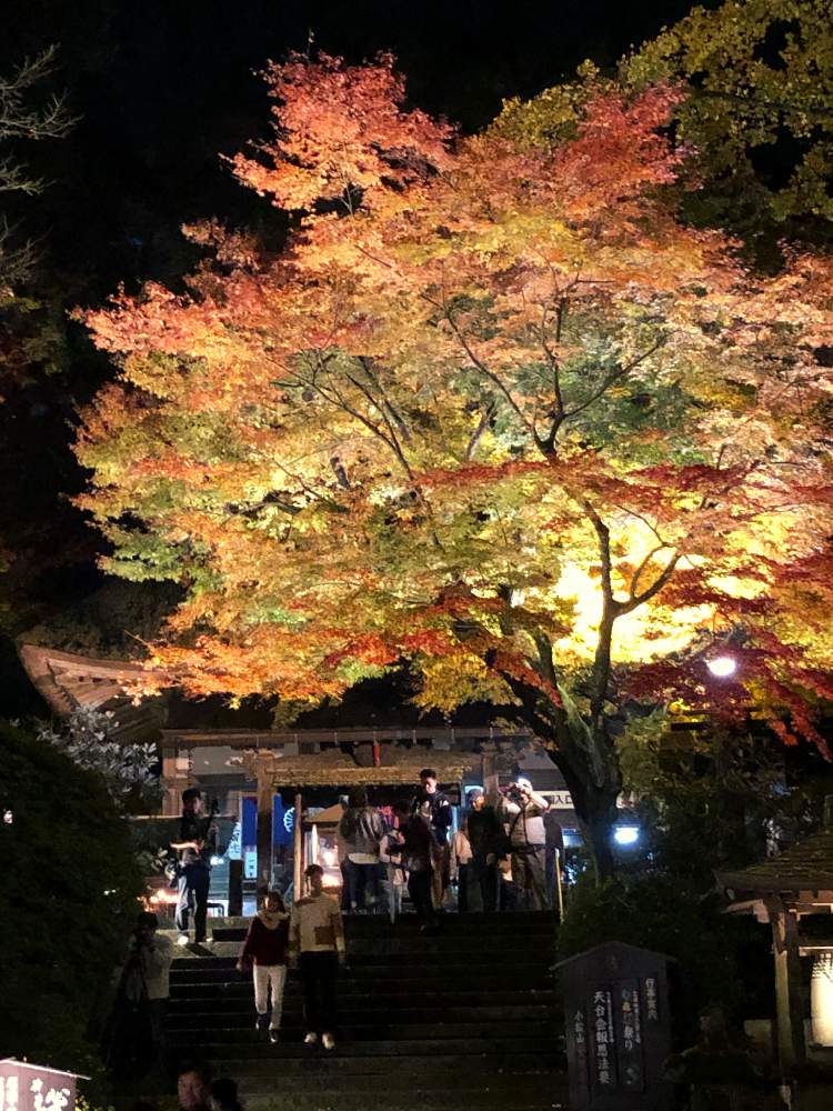 お出かけ先の画像 by Cocoさん | お出かけ先とライトアップされた紅葉と紅葉(こうよう)と大興禅寺