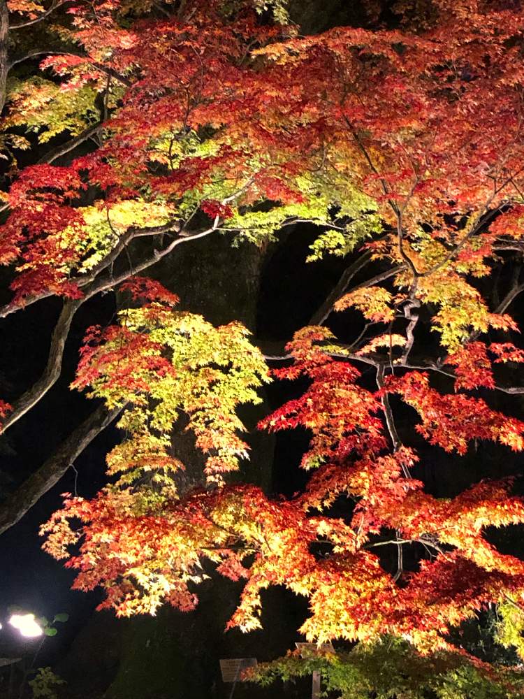 お出かけ先の画像 by Cocoさん | お出かけ先とライトアップされた紅葉と紅葉(こうよう)と大興禅寺