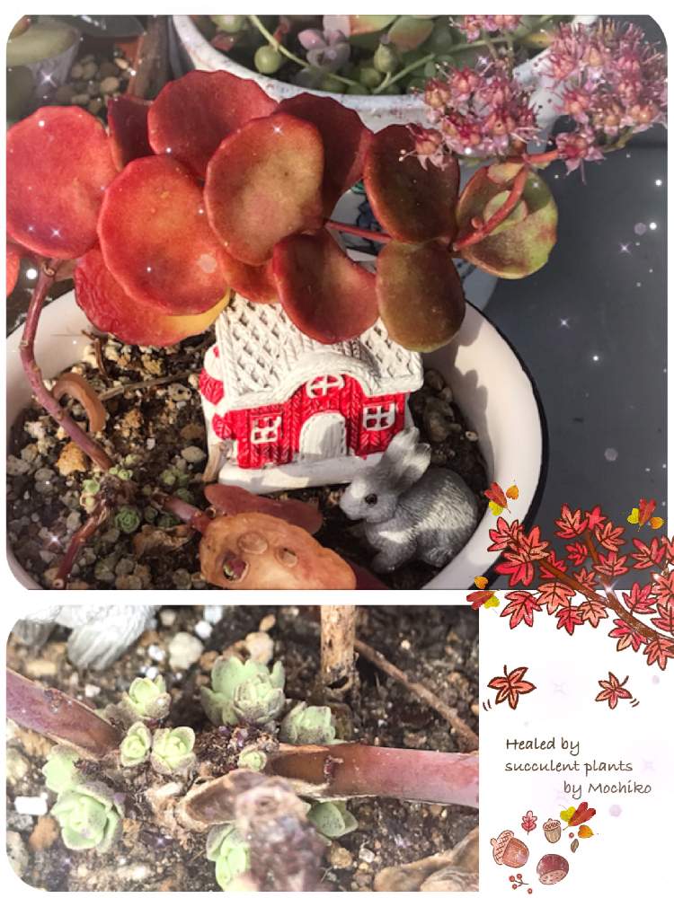 棚の画像 by さくら餅子さん | 棚とミセバヤと多肉植物と紅葉する多肉とたにおたくらぶNo.178*と餅子のミセバヤと多肉ラボ©と多肉女子と花のある暮らしと多肉おばちゃんとたにおたくらぶと花も多肉も好き