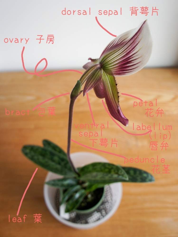部屋の画像 by woodAppleさん | 部屋と洋蘭と後ろ姿とPaph.callosum var.sublaeveとタイランデンセと咲いた❤と洋蘭原種とパフィオペディラム原種と蘭を楽しむフォトコン