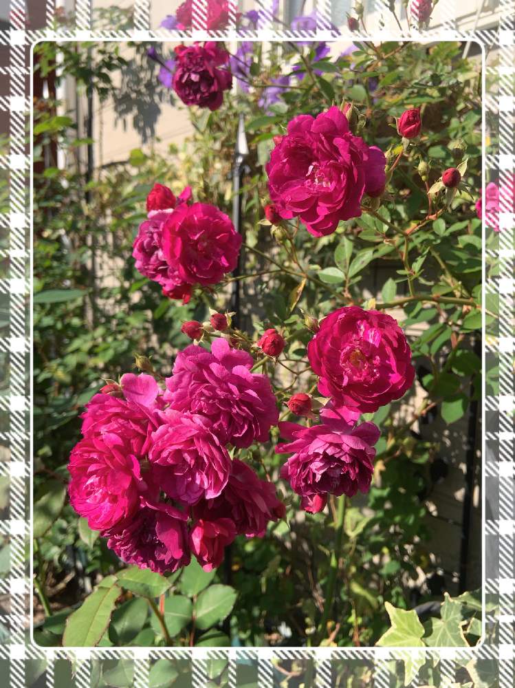 小さな庭の画像 by もみじさん | 小さな庭とスィートチャリオットといいかおりと幸せとばら バラ 薔薇と薔薇愛同盟とバラの蕾と全部GSのせいだといい香りと小さな小さな庭と花のある暮らしとばら 薔薇 バラと三種の神器とバラのつぼみと薔薇の花とミニ薔薇 スィートチャリオット