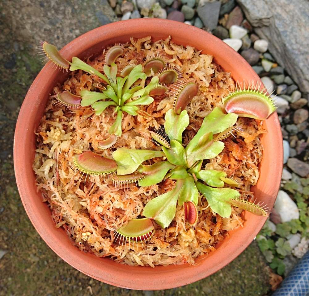 小さな庭の画像 by しらちゃんさん | 小さな庭とハエトリソウと食虫植物と食虫植物 ハエトリグサと食虫植物 ハエトリソウと食虫植物のある暮らし