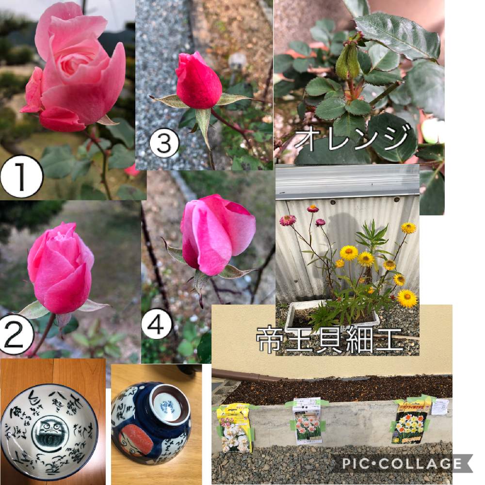 小さな庭の画像 by ピンクの山茶花さん | 小さな庭と花のある暮らしと 水仙とばら バラ 薔薇と蕾みシリーズ