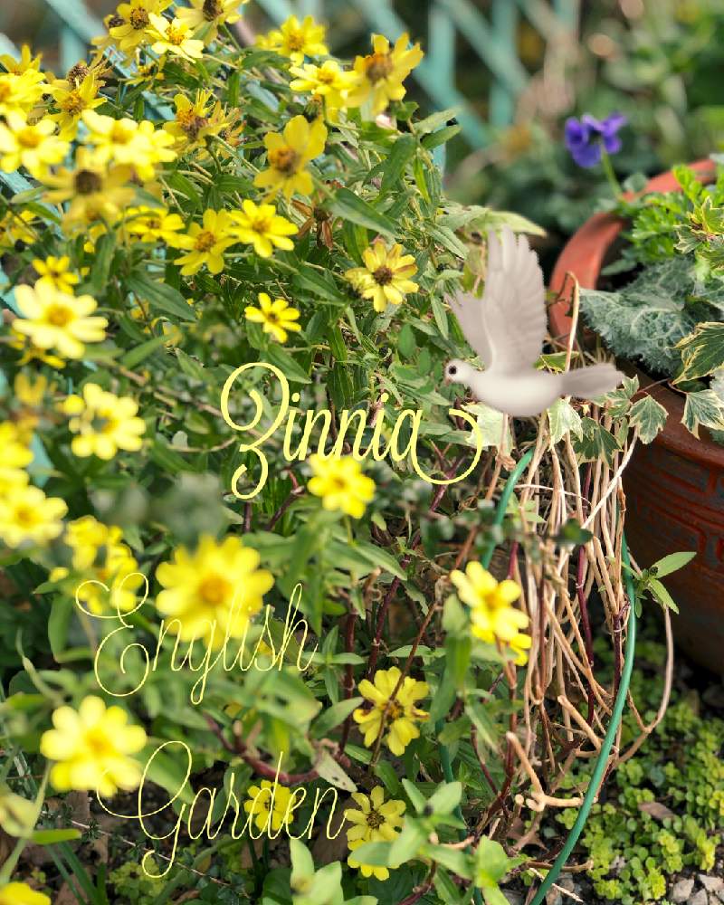 小さな庭の画像 by イングリッシュガーデンさん | 小さな庭とジニアプロフュージョンとかわいい♡と寄せ植えとGS映えと綺麗なお花とお庭の植物と可愛いと花のある暮らしとかわいいな♡と色合いがキレイ