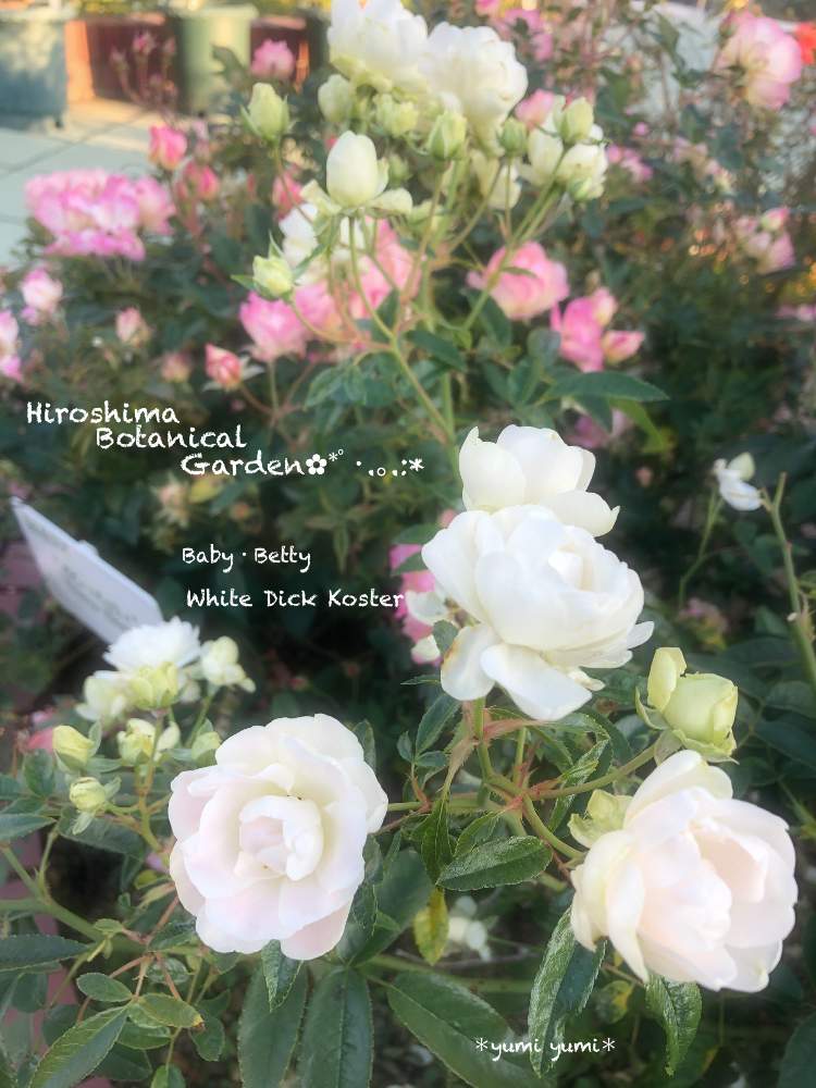お出かけ先の画像 by *yumi yumi*さん | お出かけ先とキュンキュン乙女倶楽部とお疲れ様です♡と東北、北海道に光をとバラ園とばら バラ 薔薇とヒヤミカチ首里城!と水曜ローズショーと素敵な公園とひやみかち首里城!とポリアンサローズと広島市植物公園と花のある暮らしと被災地にエールを…。