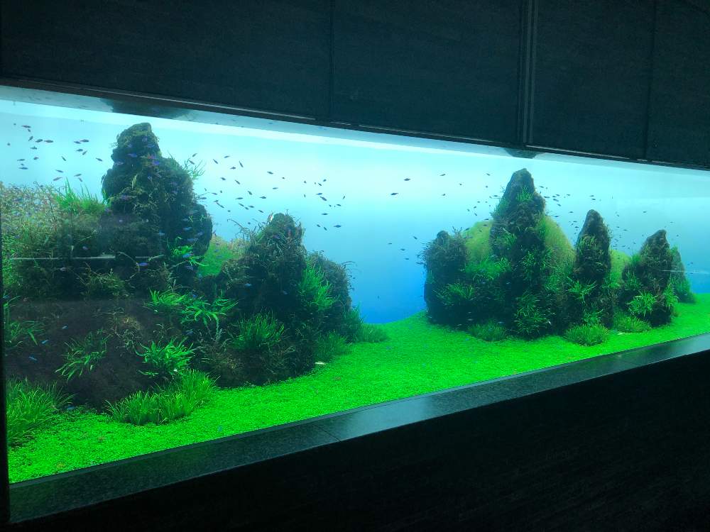 お出かけ先の画像 by nature.Tagさん | お出かけ先と観葉植物と水草水槽とビバリウムとテラリウムと緑のある暮らしとミクロソリウム属と観葉植物のある暮らしと水草と熱帯植物とアクアリウムとアクアテラリウムとブセファランドラ属