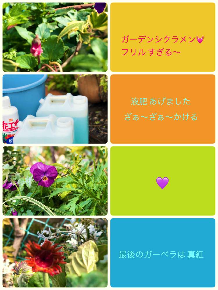 小さな庭の画像 by イングリッシュガーデンさん | 小さな庭とガーベラとガーデンシクラメンとビオラとかわいい♡とGS映えと綺麗なお花とお庭の植物とEGコラージュと可愛いと花のある暮らしとかわいいな♡と色合いがキレイ