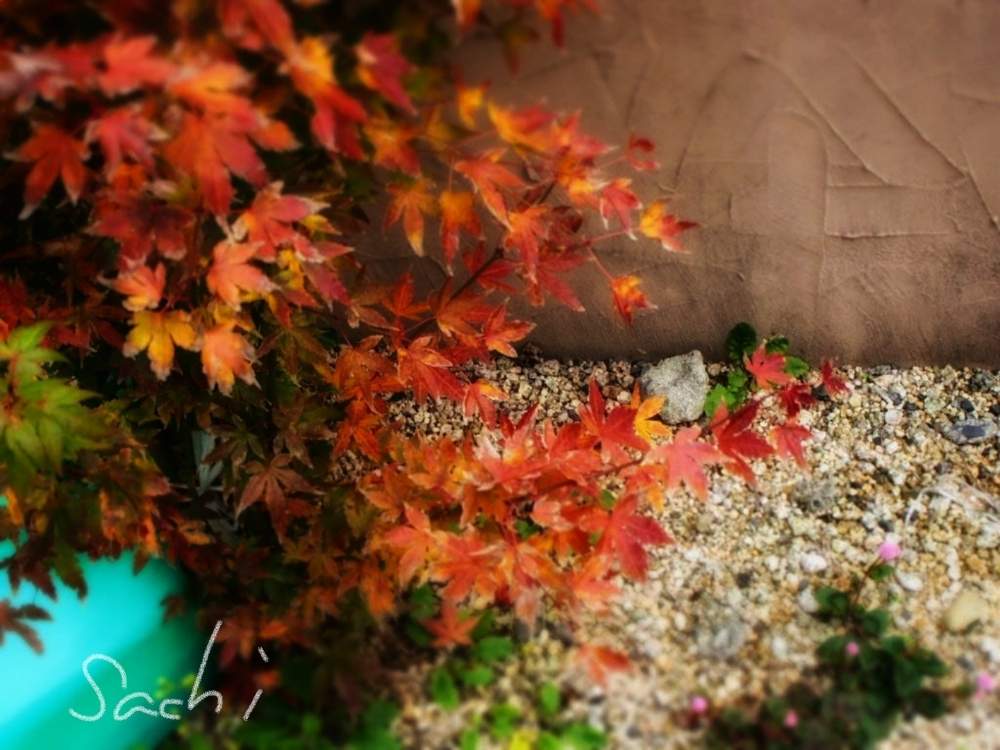 小さな庭の画像 by sachiさん | 小さな庭とモミジとポリゴナム(ヒメツルソバ)と紅葉(こうよう)と我が家のお庭の紅葉フォトコンと今日の花便りと花のある暮らしと私のお庭