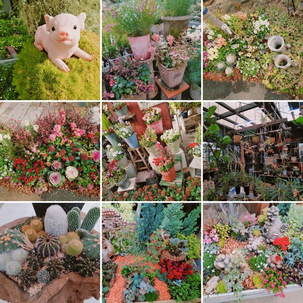 お出かけ先の画像 by smilehappynaturalさん | お出かけ先と多肉植物と北部九州多肉の会とナチュラルガーデンとGS日和とno green no lifeと緑のある暮らしとnaturalgardenと多肉好きな人と繋がりたいと多肉女子と庭のある暮らしとF29会とタニラーとjunkgardenとガーデニングと花のある暮らしとゆくはし植物園と多肉寄せ植え