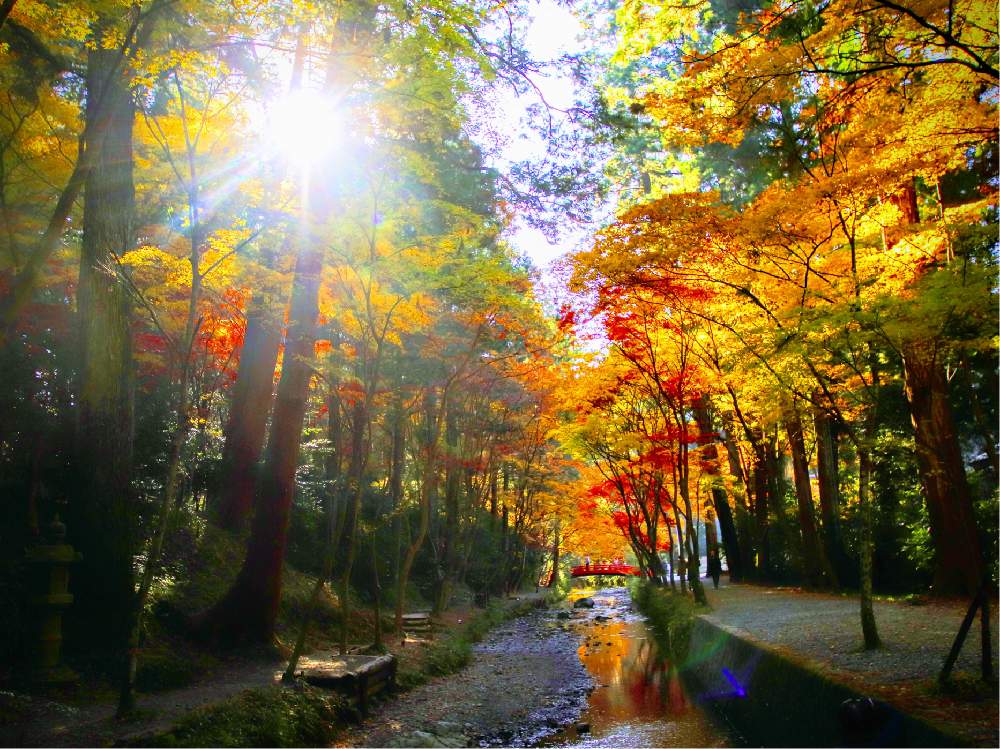お出かけ先の画像 by チャーさん | お出かけ先とチャーさんのリポートと小國神社と季節の 便りとチャーさんの 里山歩きと里山歩きと裏もみじと遠江国(とおとうみのくに)と植物観察と大国様と動植物観察と晩秋と静岡県