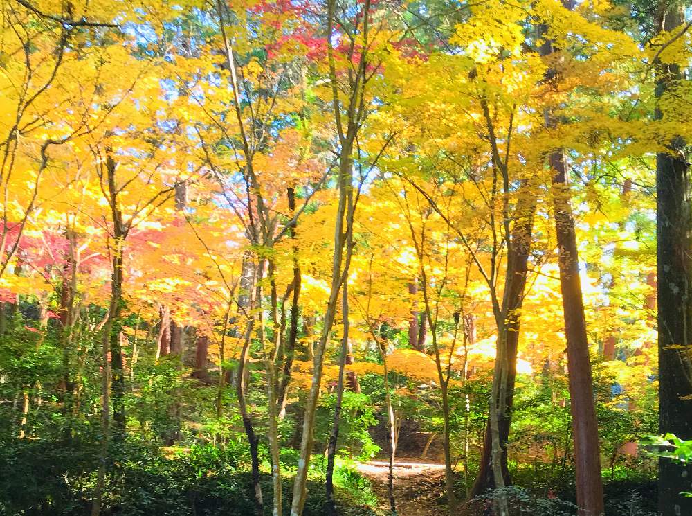 お出かけ先の画像 by チャーさん | お出かけ先と紅葉と黄葉と小國神社と季節の 便りとチャーさんの 里山歩きと里山歩きと裏もみじと秋色と遠江国(とおとうみのくに)と植物観察と晩秋