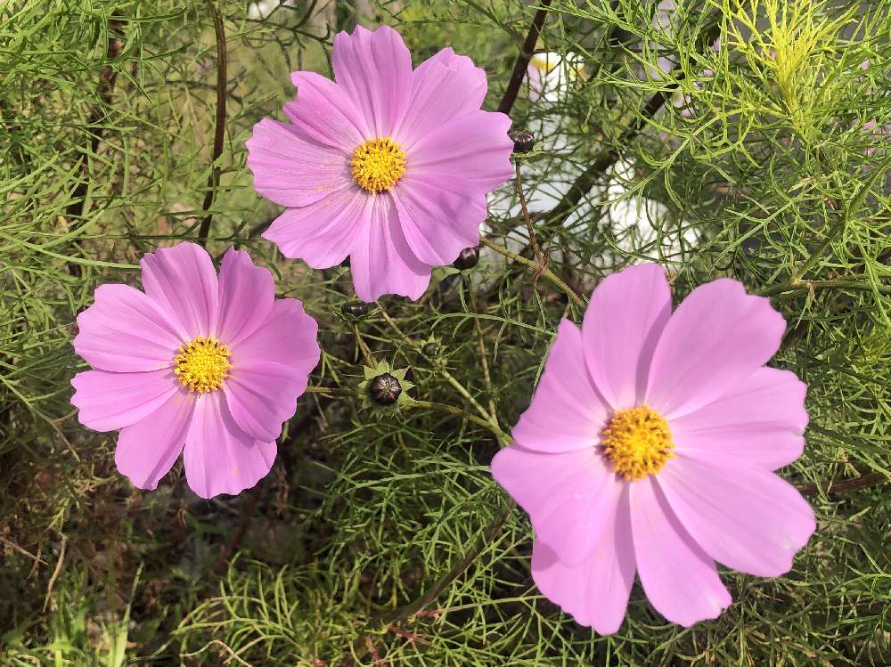お出かけ先の画像 by **花ママ**さん | お出かけ先と今日も笑顔で♡と小さなしあわせ♡とキュンキュン乙女倶楽部と千葉県と@naturalと部員No248と柏市とお花が好き♡と秋桜 コスモス こすもすと可愛いと秋コスモスと花のある暮らしとかわいいとかわいいな♡