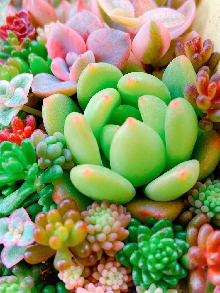 バルコニー/ベランダの画像 by ショーンさん | バルコニー/ベランダとHTCと多肉植物寄せ植えと花の15年組とGSミニモニ。と可愛いと多肉植物の紅葉とチーム福岡とちまちま寄せ