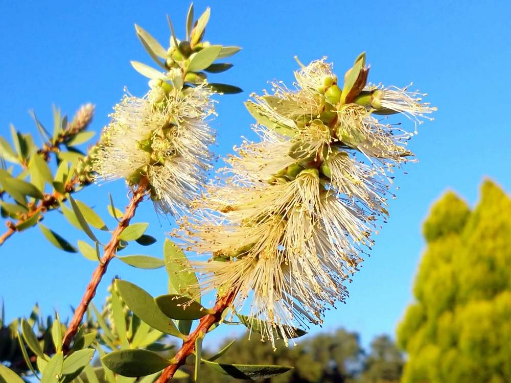 お出かけ先の画像 by toshi17さん | お出かけ先とブラシノキとスマホ撮影と花期錯誤とお写んぽとGS映えと秋の気配と花のある暮らしとかわいいとそのへんloveとレア??