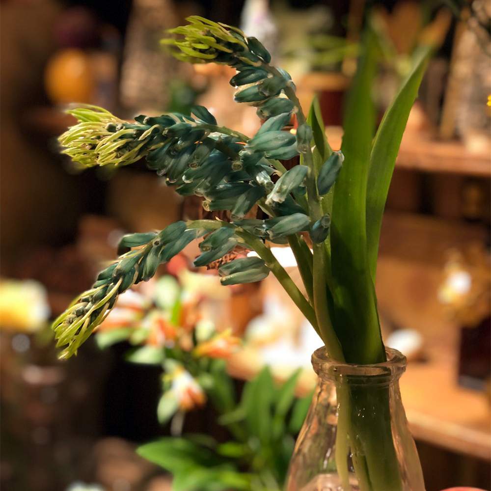 部屋の画像 by COUNTRY HARVESTさん | 部屋とラケナリアと植物のある暮らしとラケナリア ヴィリディフローラとキジカクシ科と球根と花のある暮らしとカントリーハーベスト