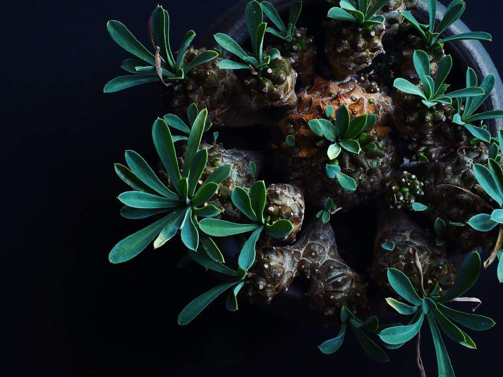 部屋の画像 by Tenさん | 部屋と我眉山と『単焦点レンズ』フォトコンと植物のある暮らしとファインダー越しの私の世界と多肉植物のある暮らしとコーデックスとTen'sユーフォルビアとED 60mm F2.8 Macroと職場の撮影ポイントと成長記録とアートなTen写と珍奇植物とTen'sコーデックスとユーフォルビアとビザールプランツ