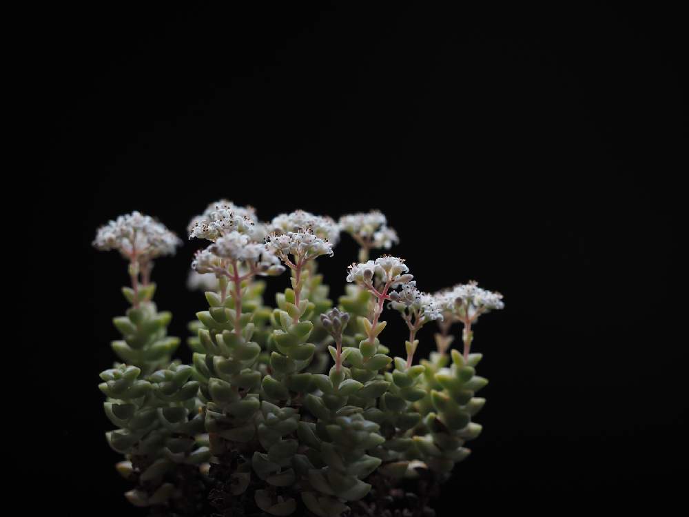 部屋の画像 by Tenさん | 部屋とパステルと『単焦点レンズ』フォトコンと植物のある暮らしとファインダー越しの私の世界とクラッスラ属と多肉植物のある暮らしとED 60mm F2.8 MacroとTenクラッスラと職場の撮影ポイントと成長記録とアートなTen写と珍奇植物とビザールプランツ