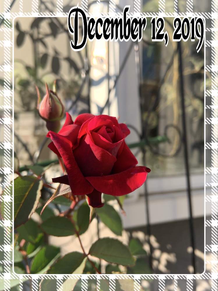 小さな庭の画像 by くろもみじさん | 小さな庭とオデュッセイアといいかおりと幸せとばら バラ 薔薇と薔薇愛同盟とつるバラとバラの蕾と全部GSのせいだといい香りと小さな小さな庭と花のある暮らしとロサオリエンティスとばら 薔薇 バラと三種の神器とオベリスク仕立てとバラのつぼみと薔薇の花