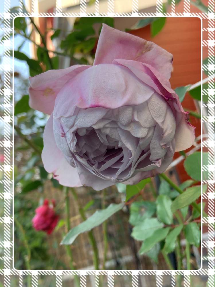 小さな庭の画像 by くろもみじさん | 小さな庭とノヴァーリスと幸せとばら バラ 薔薇と素敵便と薔薇愛同盟と青薔薇と全部GSのせいだと小さな小さな庭と花のある暮らしとばら 薔薇 バラとななちち印と三種の神器と薔薇の花