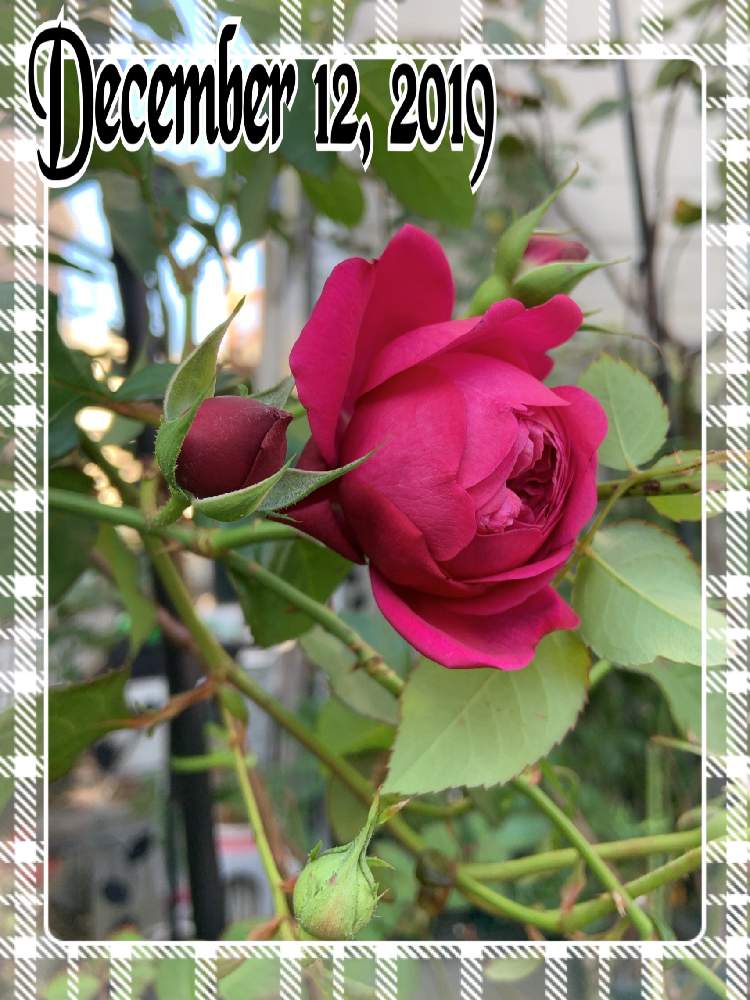 小さな庭の画像 by くろもみじさん | 小さな庭とバラ カルトナージュといいかおりと幸せとばら バラ 薔薇と薔薇愛同盟とつるバラとバラの蕾と全部GSのせいだと河本ローズといい香りと小さな小さな庭と花のある暮らしとばら 薔薇 バラと三種の神器とオベリスク仕立てとバラのつぼみと薔薇の花