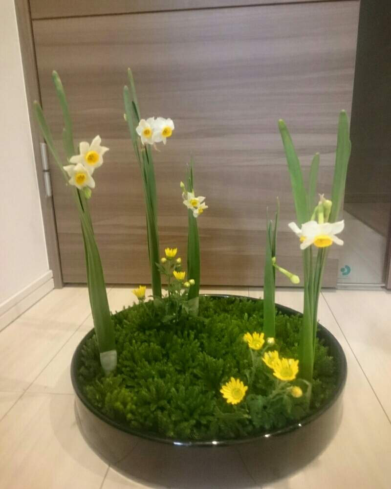 部屋の画像 by yk桜さん | 部屋とYouは植と植物のある暮らしと写景盛花様式本位とボタニカルライフとplantfreakと植物大好きと盛花と小原流と植中毒と小菊♡と花のある暮らしと日本水仙の花と生け花と緑と暮らす