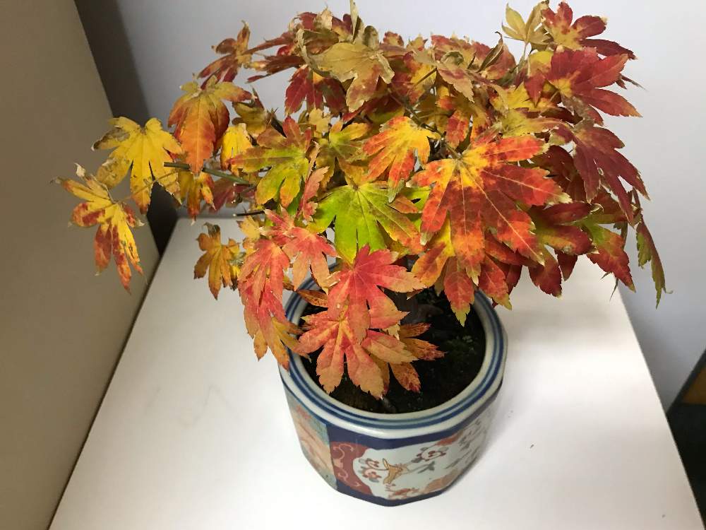 部屋の画像 by チャーさん | 部屋とハウチワカエデとチャーさんのリポートと季節の 便りと秋色と植物観察と晩秋