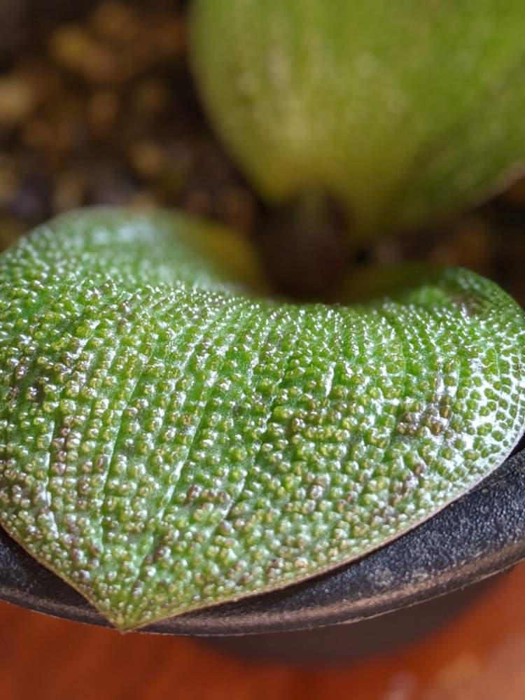 インテリアの画像 by sorahakuさん | インテリアとマッソニア プスツラータと多肉植物と球根多肉と植物のある暮らしと植中毒と球根と癒し空間と多肉女子と花のある暮らしといやされると勉強中と『単焦点レンズ』フォトコン