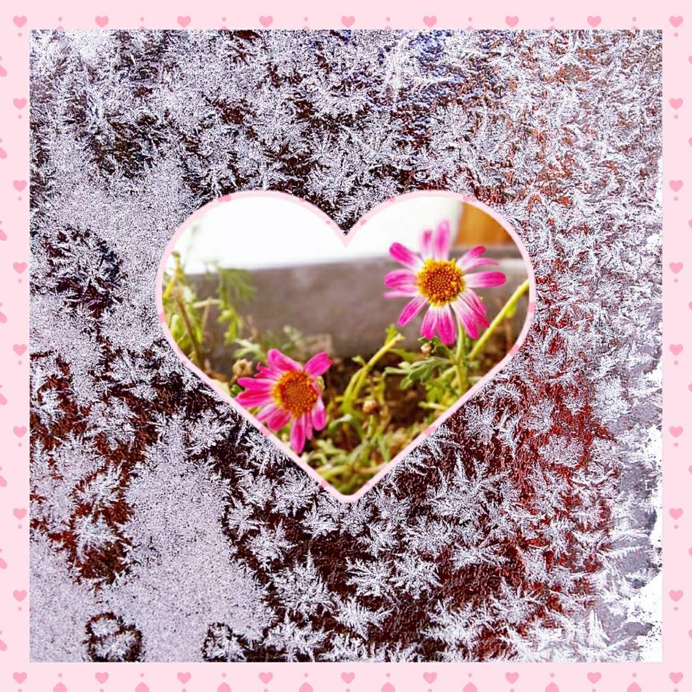 部屋の画像 by 花音さん | 部屋と旭川とピンクの花と雪景色ときれいと北海道の冬と冬の光景と花のある暮らしとかわいいと北海道とマーガレット☆と小さいお花が可愛いと旭川の雪景色と霜の花。と雪の結晶みたい