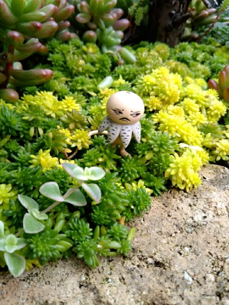 小さな庭の画像 by reikoriseさん | 小さな庭とオーロラとリトルミッシーと黄金細葉万年草と多肉植物とセダムガーデンと小さい庭とたにくと多肉の寄せ植えと多肉大好きと植物大好きとGS映えとGS日和と植中毒と多肉女子とゆるキャラ倶楽部と花のある暮らしとかわいいな♡とミニミニ多肉