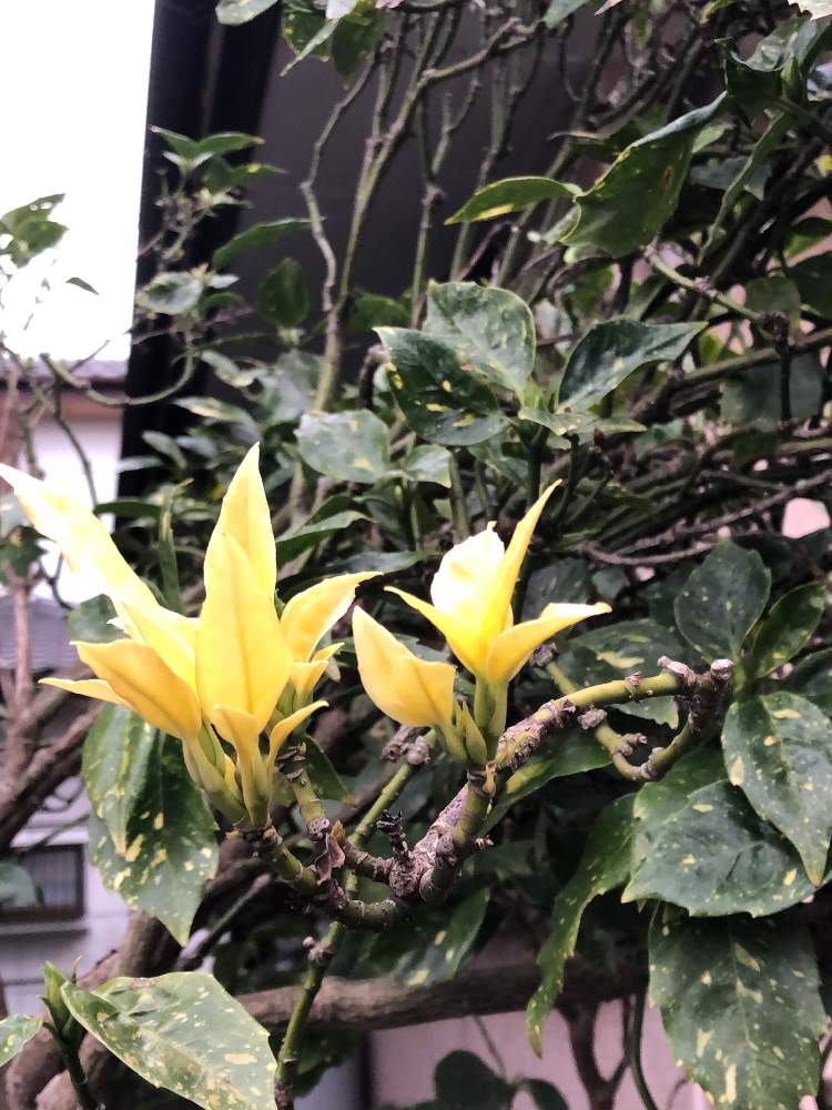 お出かけ先の画像 by はなとしさん | お出かけ先と青木の新芽と微笑みの妖精とラッキーの創造とGS映えと輝く木々と美しいグラデーションと元気の源と植物の笑顔とまばゆい輝きと偶然の出会いとチャンス到来と秋色の風