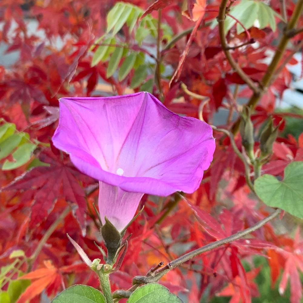 お出かけ先の画像 by Okavangoさん | お出かけ先と紅葉・黄葉と冬・OSAKAと晩秋・日本の四季と毎度!おおさかと紫・むらさき・バイオレットとThis morning!