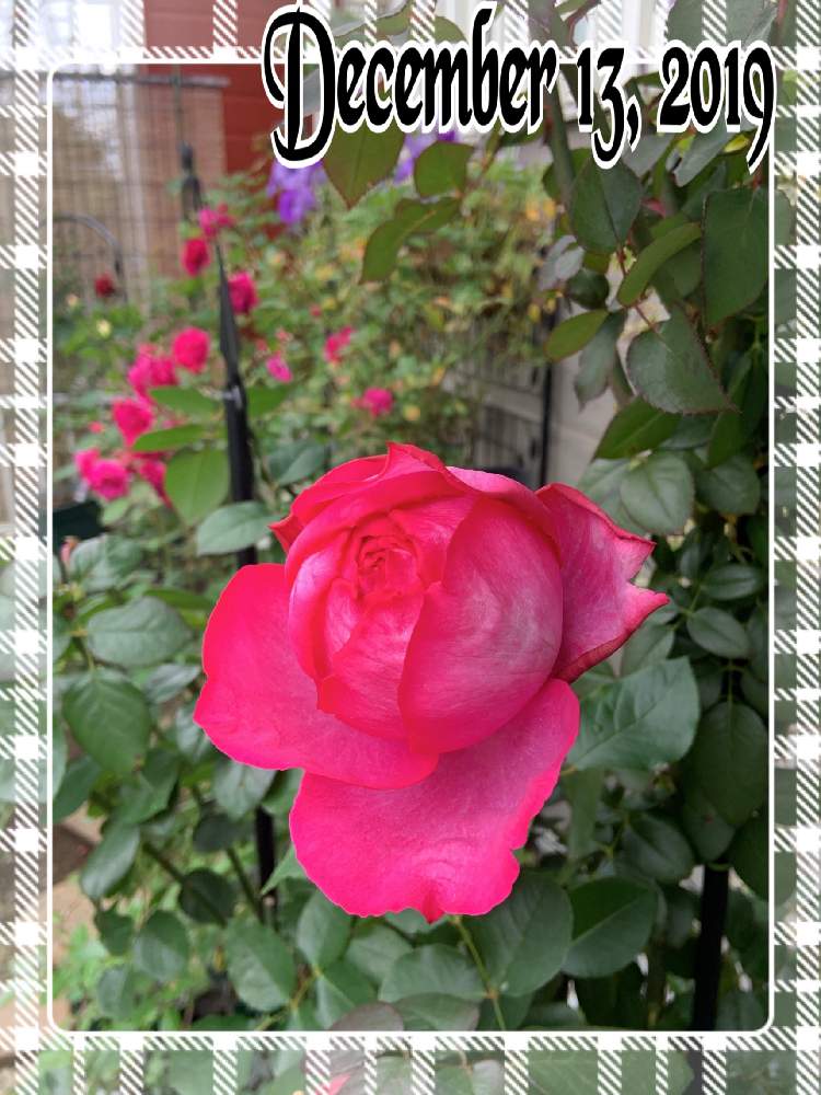 小さな庭の画像 by くろもみじさん | 小さな庭とイヴピアッチェといいかおりと幸せとばら バラ 薔薇と薔薇愛同盟とバラの蕾と全部GSのせいだといい香りと小さな小さな庭と花のある暮らしとイブピアッチェ❤と三種の神器とバラのつぼみと薔薇の花