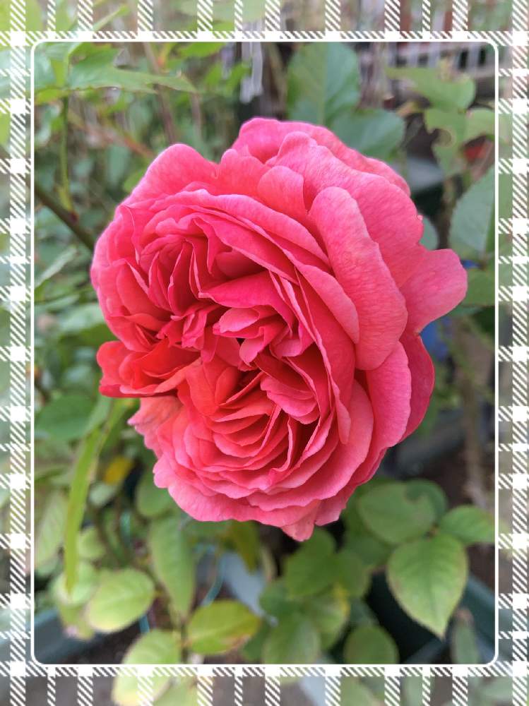 小さな庭の画像 by くろもみじさん | 小さな庭とバラ パウルクレーといいかおりと幸せとばら バラ 薔薇と薔薇愛同盟と全部GSのせいだとアップルローゼスといい香りと小さな小さな庭と花のある暮らしと三種の神器と薔薇の花