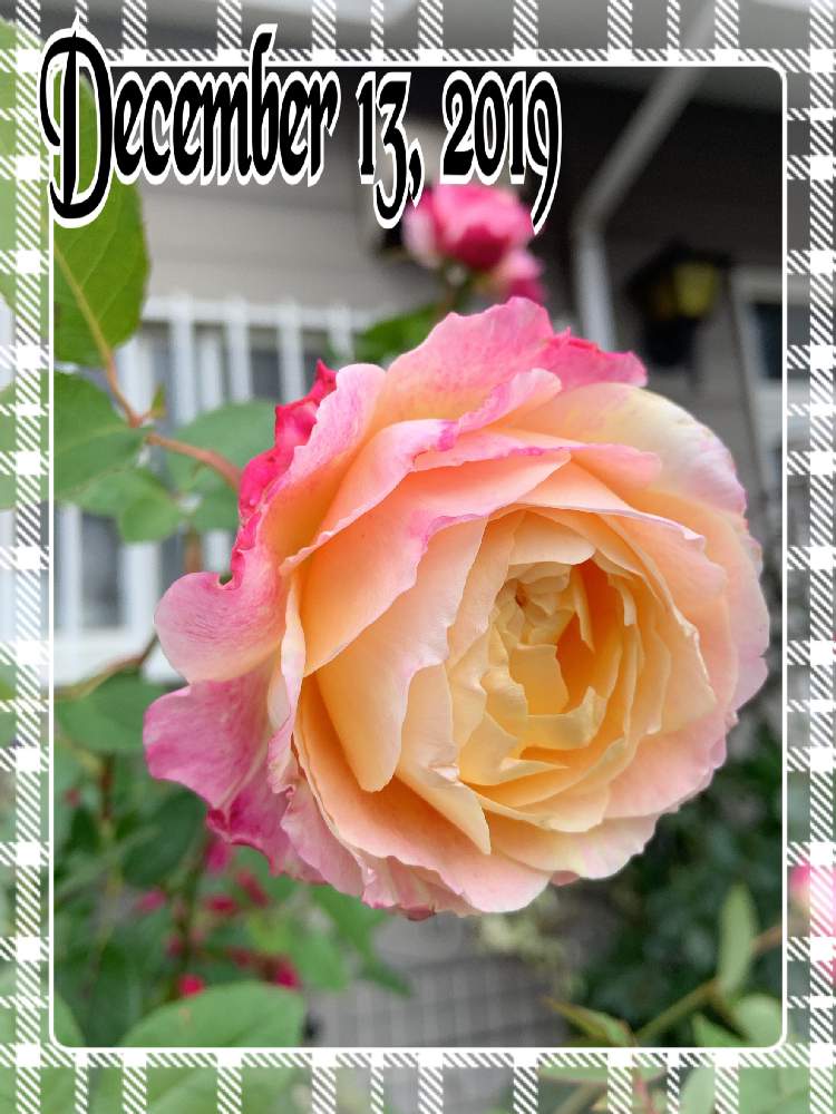 小さな庭の画像 by くろもみじさん | 小さな庭とバラ クロードモネと幸せとばら バラ 薔薇と薔薇愛同盟と絞りのバラとバラの蕾と全部GSのせいだとデルバールと小さな小さな庭と花のある暮らしとばら 薔薇 バラと三種の神器とバラのつぼみと薔薇の花