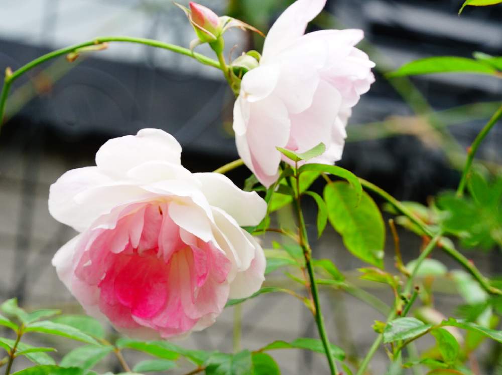 小さな庭の画像 by 上ちゃんさん | 小さな庭とばら バラ 薔薇と富山支部とブリリアントピンクアイスバーグ バラと花のある暮らしと薔薇♪