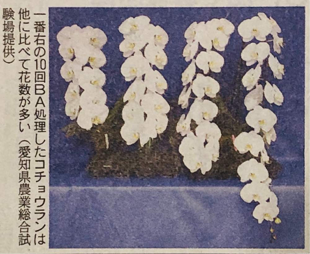 お出かけ先の画像 by HEATHさん | お出かけ先と胡蝶蘭とラン科と高品質と日本農業新聞と愛知県農業試験場