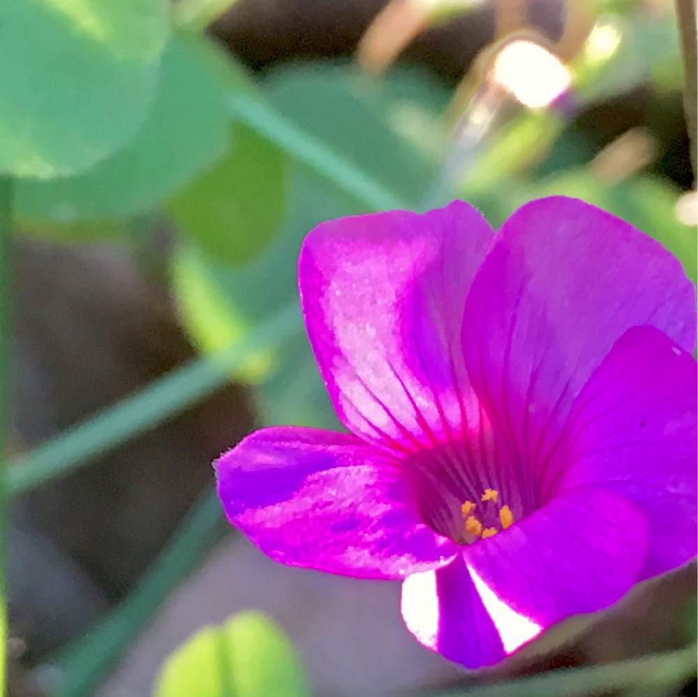 お出かけ先の画像 by ヒーちゃんさん | お出かけ先と青島食堂とピンクの花と新宿西口と肉たくさんとカタバミ。と二郎とキク科と多肉女子と花の撮り方とおススメと俳句と花のある暮らしと美術展。と家庭菜園奮闘日記と寒空とカミさんとランチと生け花と町田としろいはな