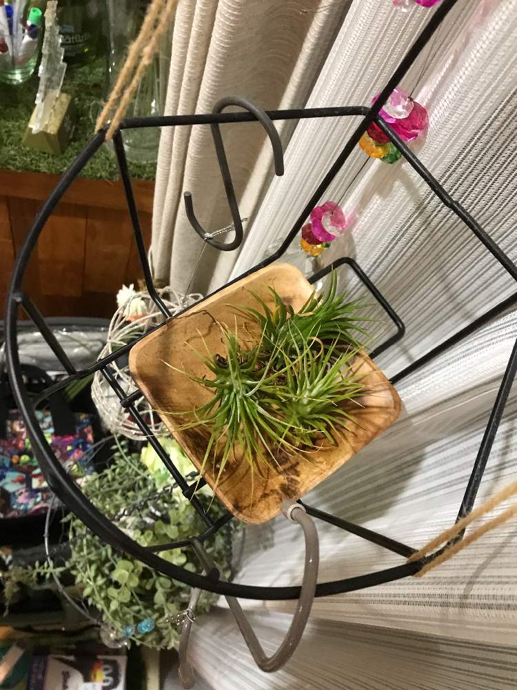 インテリアの画像 by ゼリーといちこさん | インテリアとチランジアと観葉植物と植物のある暮らしと癒しと植中毒と完全に植中毒