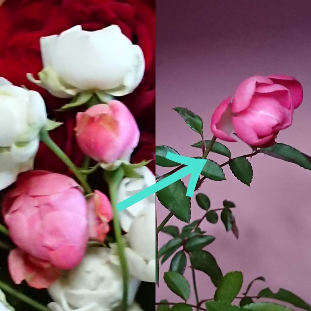 の画像 by koolさん | 初心者とバラ・切り花品種と花のある暮らしと薔薇♪とかわいいな♡と薔薇♡と薔薇好きと薔薇大好き