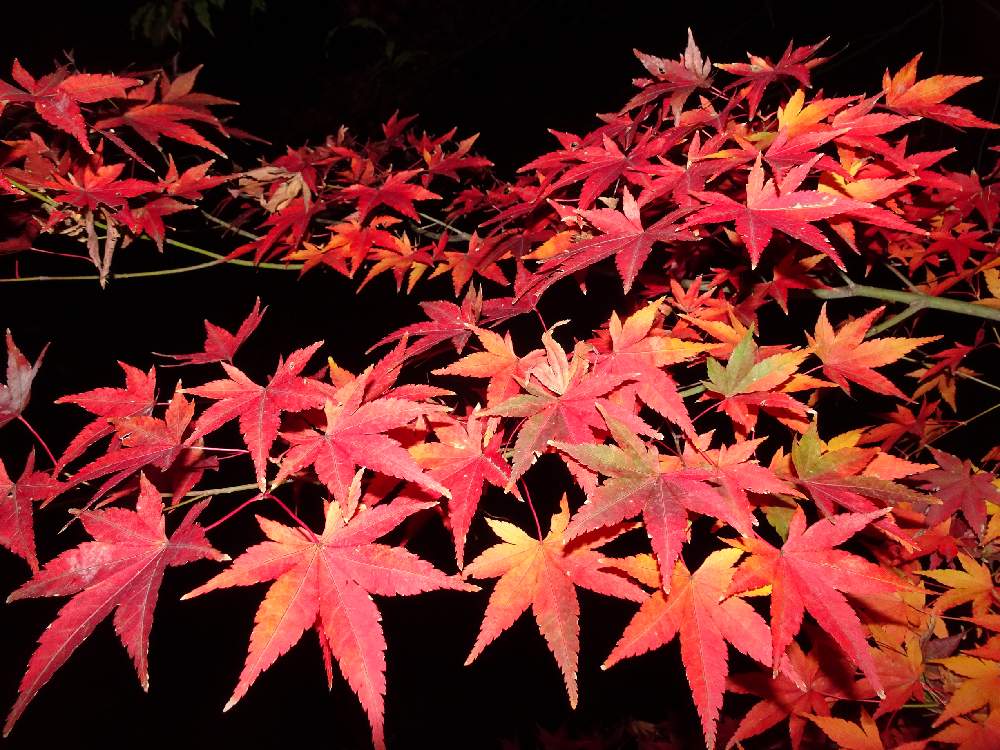 お出かけ先の画像 by specialさん | お出かけ先と熊本とモミジ♪と熊本からとイロハモミジ。と紅葉(こうよう)と紅葉♡と熊本から各地へ☺️とがんばろう熊本!とカエデ。と花のある暮らしとイロハモミジの紅葉