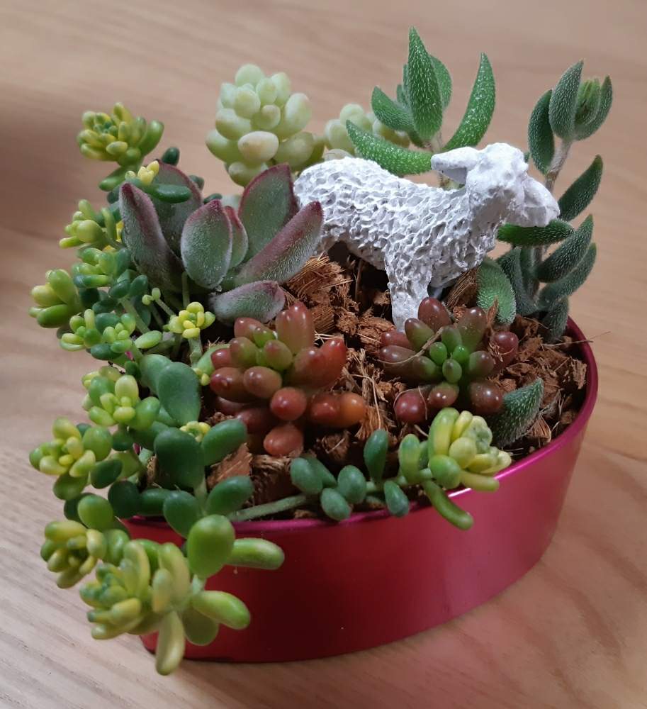 部屋の画像 by のうてんきさん | 部屋と虹の玉とハムシーと班入りタイトゴメとギンゾロエとトレレアシーと多肉中毒と幸せ♡とグリーン初心者と寄せ植えとまた~!!と多肉ちゃんと多肉女子と多肉好きと多肉初心者と多肉植物 多肉の有るくらし