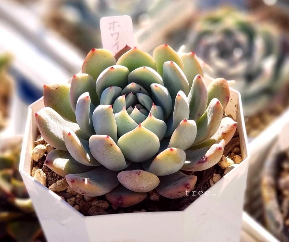 小さな庭の画像 by tree…さん | 小さな庭とホワイフェアリーと多肉植物と多肉植物の観察と多肉紅葉と多肉植物が好きな人と繋がりたいと多肉植物のある暮らしと多肉女子と多肉寄せ植えとsucculent